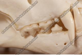 photo reference of skull 0043